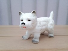 White West Highland Terrier