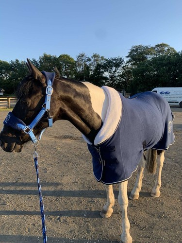 Equestrian horse fleece - equestrian,