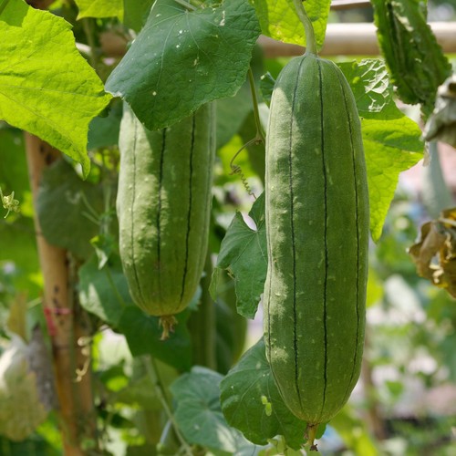 Gourd luffa sponge plant - gourd,