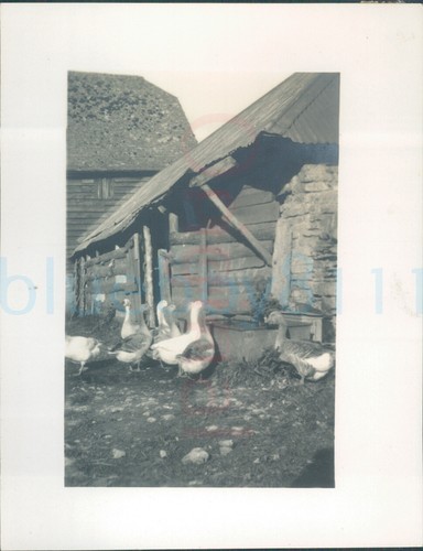 1930 old dutch barn coscombe - old,