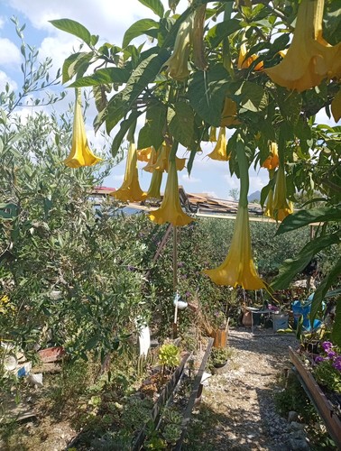 Plants brugmansia charles - plants,
