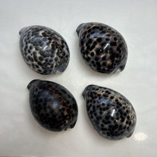 Natural Sea Shell Art Craft From Japan cowrie shell 