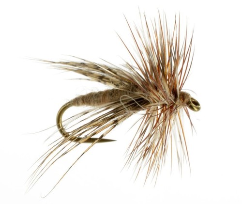Spent partridge caddis fly - -,