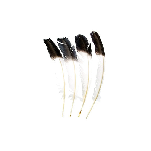 Black tipped imitation eagle - imitation,