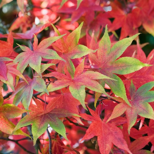 Acer palmatum osakazuki - palmatum, 'osakazuki'
