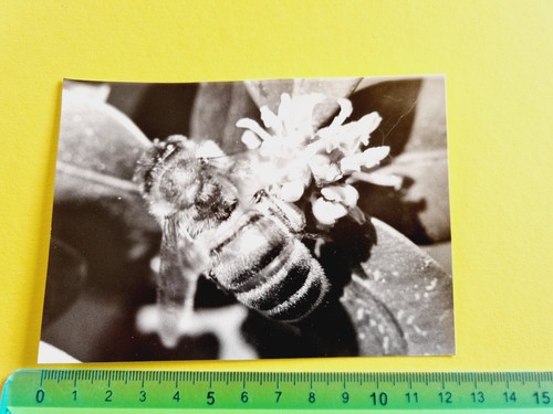 Photography bee vespa - photography,