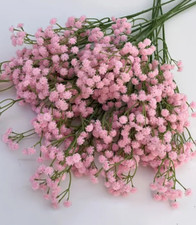 BABY'S BREATH CRIMSON RED - Gypsophila elegans - CUT FLOWER- 1200 SEEDS