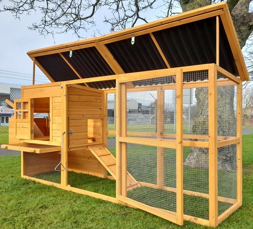 Chicken coop run - chicken, hen
