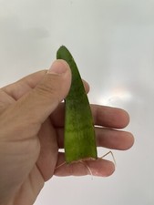 Sansevieria Fernwood ROOTED Leaf Cutting Snake Plant Air Purifying House Plant