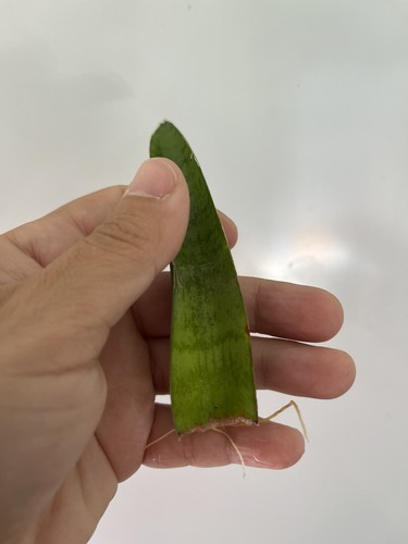 Sansevieria fernwood rooted - sansevieria,