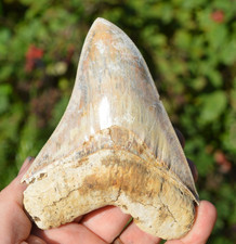 ?STUNNING BIG 4.9" MEGALODON SHARK TOOTH, ?BIGGEST UK STOCK OF INDO MEGS? R3