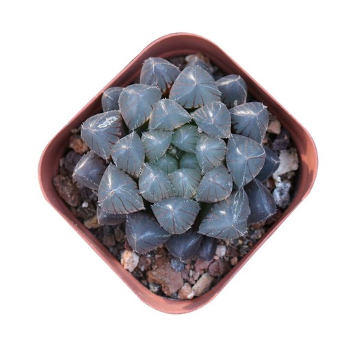 4cm succulent plant haworthia - succulent,