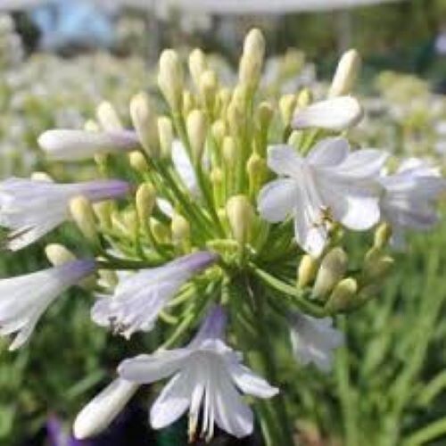 Agapanthus africanus - agapanthus,