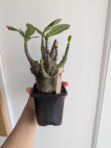 Adenium arabicum desert - adenium,