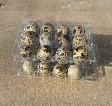 24 Fresh Quail Eating Eggs