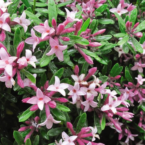 Daphne pink fragrance - daphne,