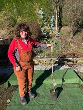 Eucalyptus Gunnii - Cider Gum