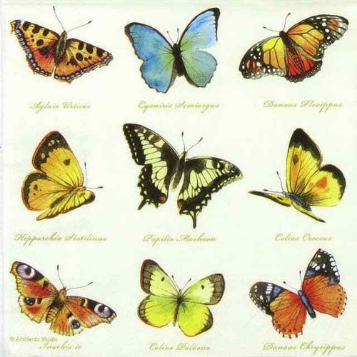 Single lunch paper - single,