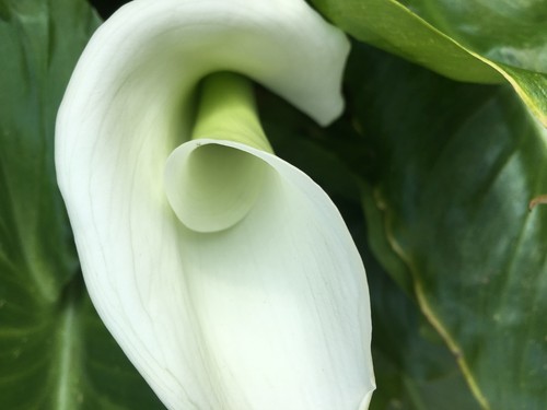 Bargain popular hardy - ,