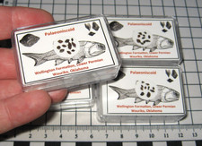 Permian Palaeoniscoid fish