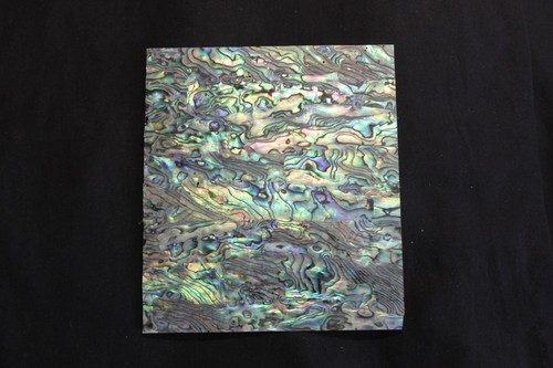 Superb new zealand - new, abalone