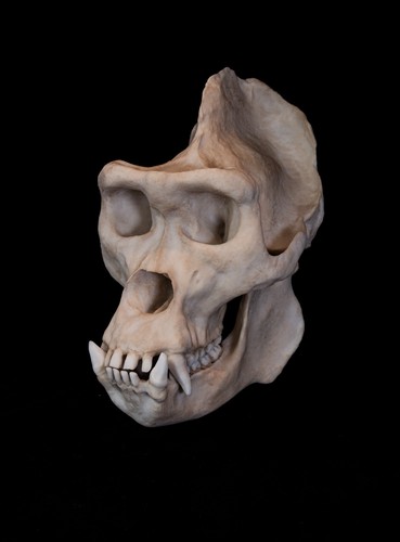 Male gorilla skull replica - male, –