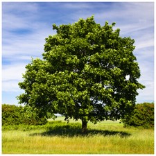 10 Field Maple Hedging, Native