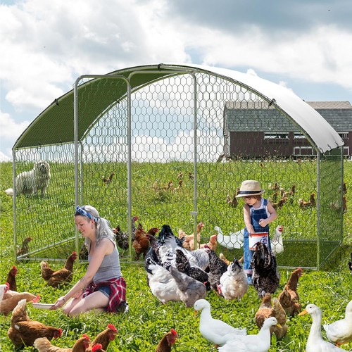 Round large walk chicken - in,