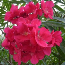 DOUBLE RED  OLEANDER's  ROOTED