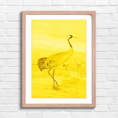 Elegant red crowned - elegant, crane