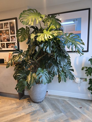 Swiss cheese plant monstera - cheese,
