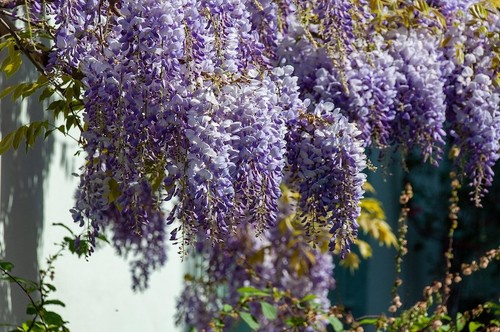 Wisteria floribunda lavender - wisteria,
