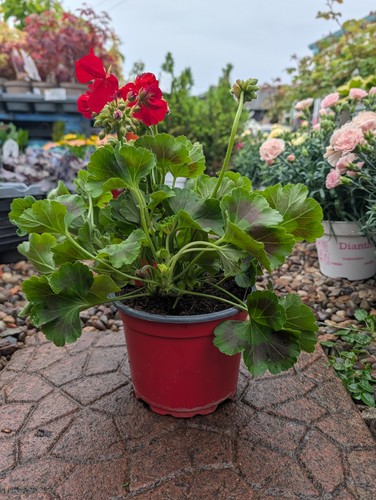 Red geranium plants in - 3,