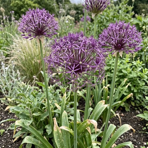 Allium christophii bulbs x30 - x30, |