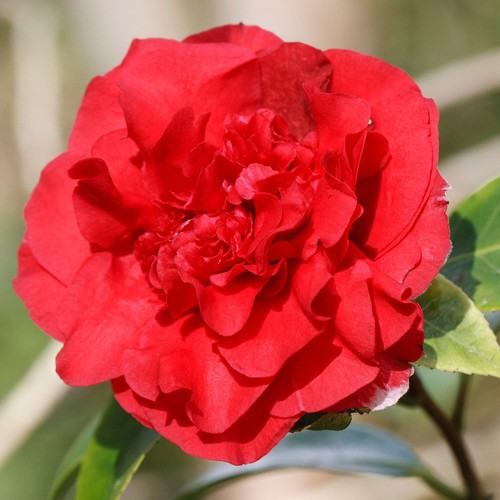 Camellia williamsii ruby - 1,