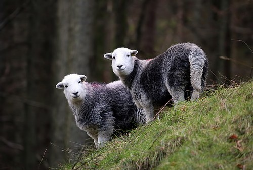 Photo 6x4 herdwick sheep - 6x4,