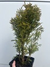 Thuja plicata 'Copper Kettle'