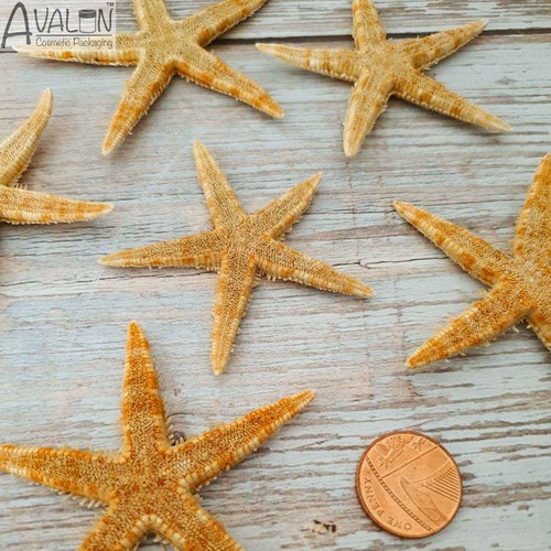 Wholesale bulk starfish 7cm - wholesale,