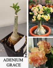 ADENIUM GRACE N2 DESERT ROSE SUCCULENT