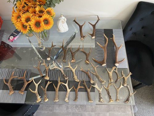 Deer antler walking stick - deer,