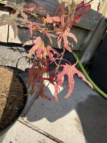 Acer palmatum uncle ghost rare - uncle,