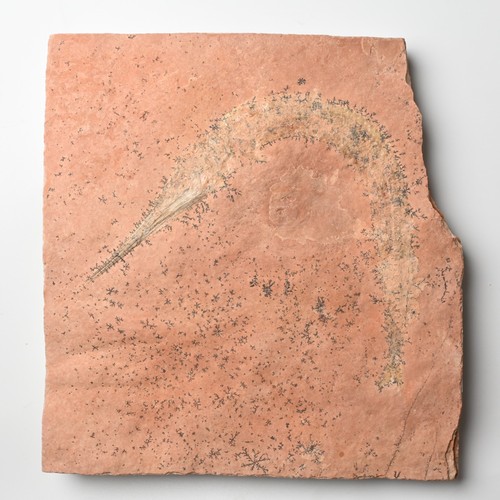 Beaked fish cretaceous - fish,
