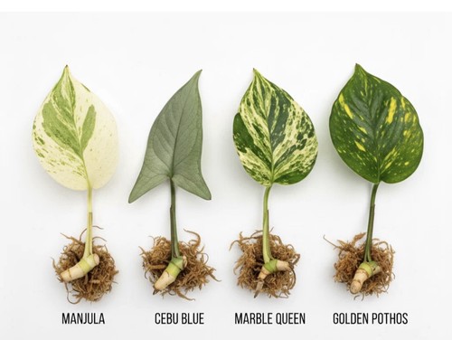 Rare pothos collection - rare, |
