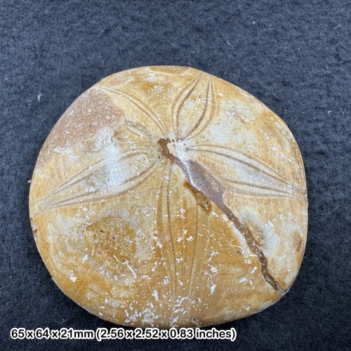 Pygurus urchin echinoid fossil - pygurus,