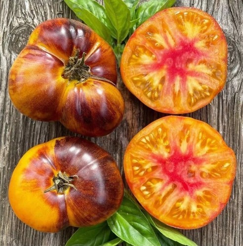 Tomato seeds lucid - tomato, 10