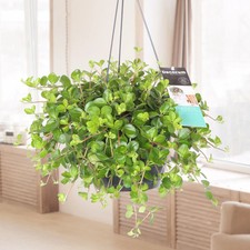 Peperomia Hanging Rotundifolia