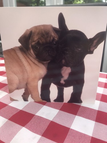 Frenchie black french - black,