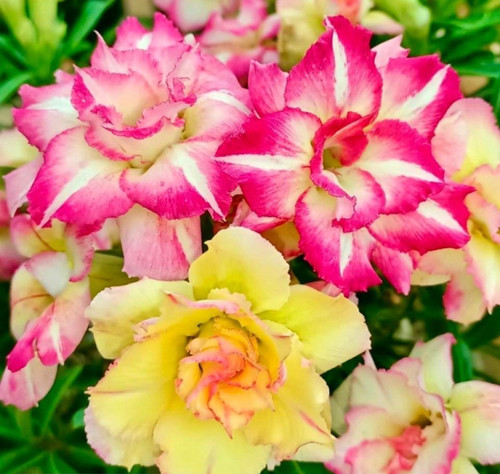 Rare desert rose seedlings - 2,