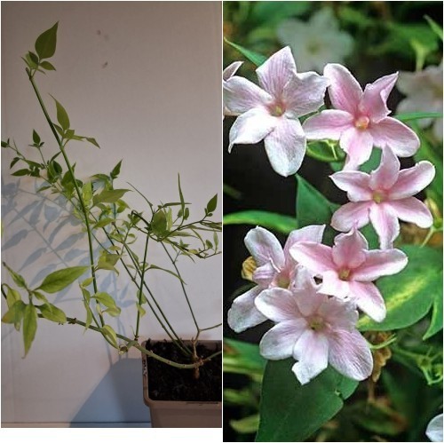 Jasminum stephanense stephan - jasminum, (stephan