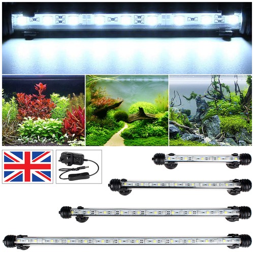 White aquarium fish tank - fish,